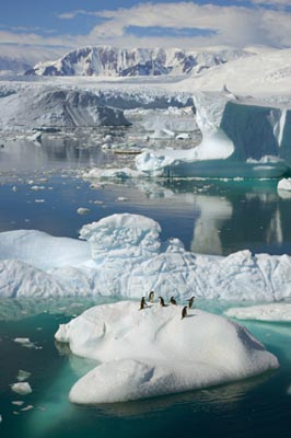 Adelie Penguin ( Pygoscelis adeliae) on iceberg surrounded by masses of floating ice, western Antarctica